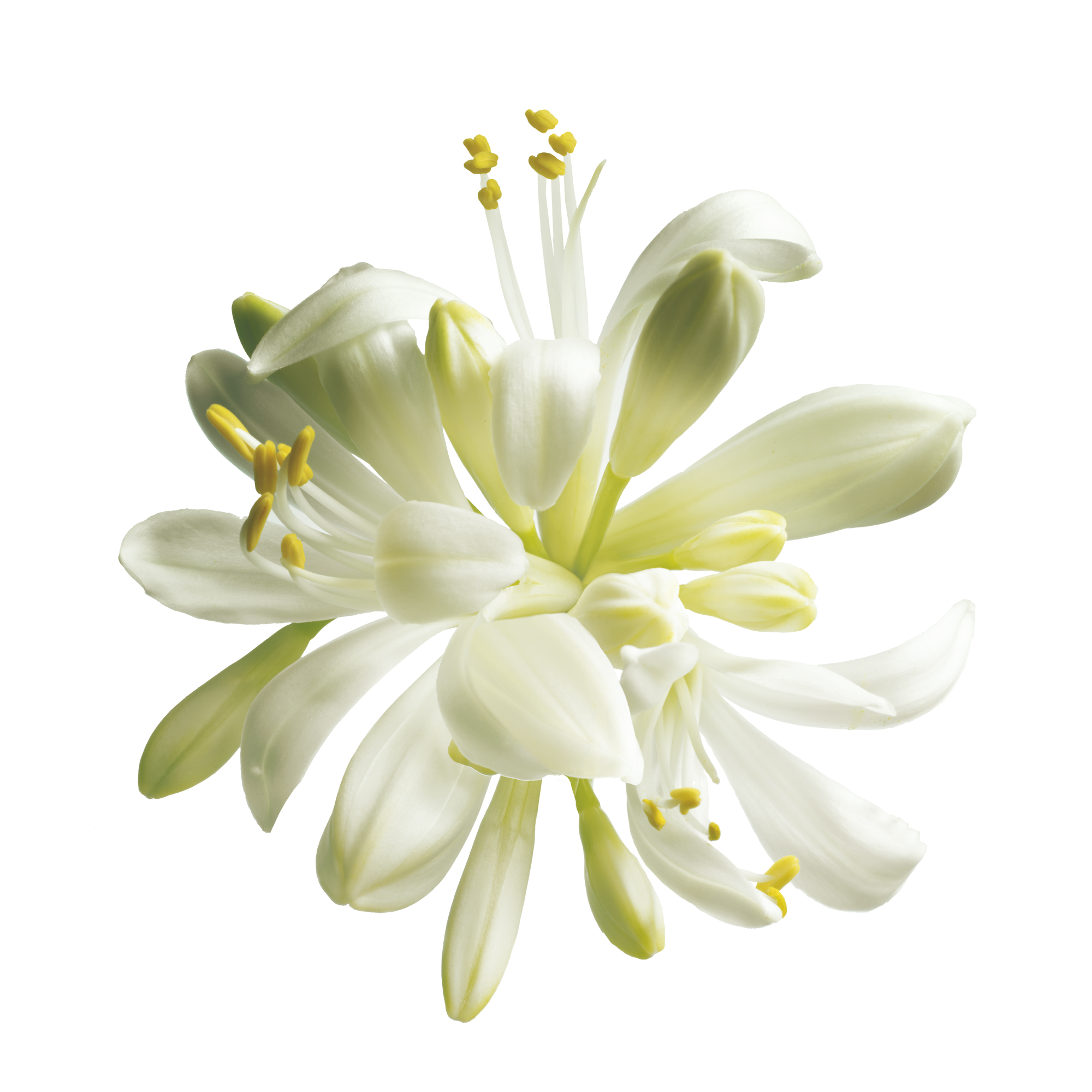moring - ayurvedic treatment for premature ejaculation